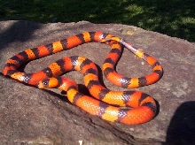 Hypo Het. Ghost Honduran Milksnake