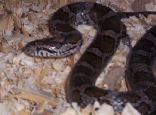 Eastern Milksnake 2