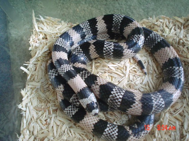 Adult Male Anerythristic Honduran Milksnake