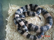 Adult Anerythristic Honduran Milksnake