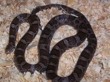 Eastern Milksnake