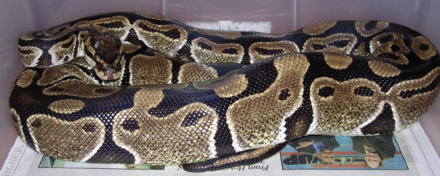 My Adult Wc Normal Female Ball Python