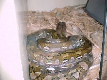 Kayuadi Female