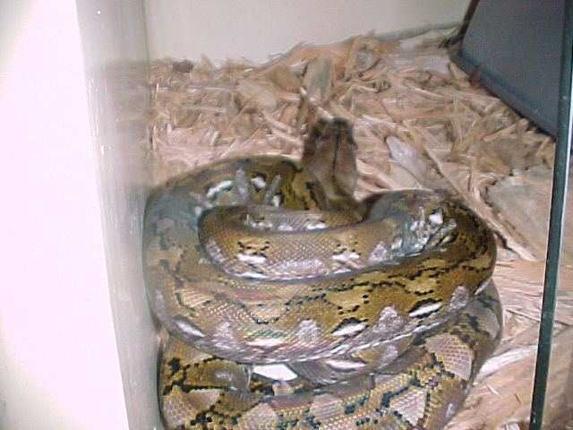 Kayuadi Female