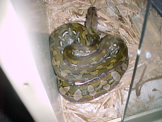 Kayuadi Female 4