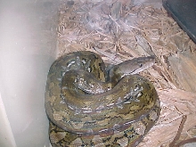 Kayuadi Female 3