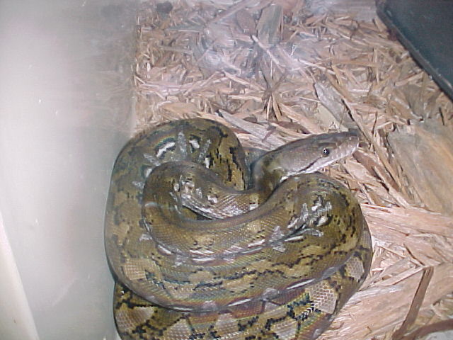 Kayuadi Female 3