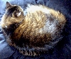 Ball o' Tawny