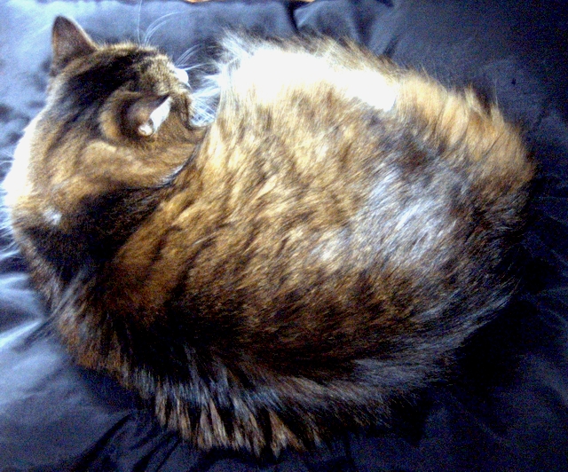 Ball o' Tawny