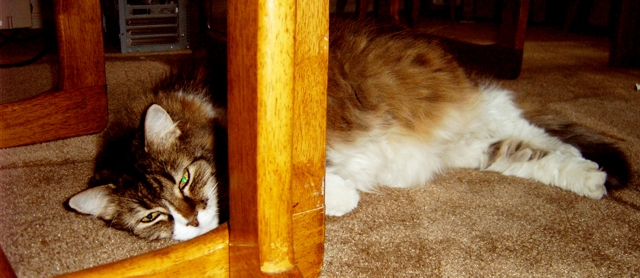 Tawny at Rest