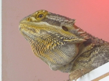 Malebeardie