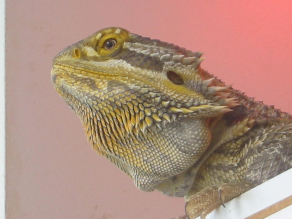Malebeardie