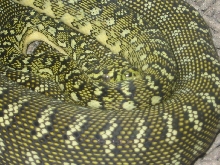Diamond Python