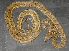 female carpet