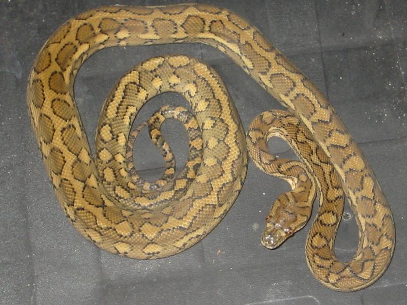 female carpet