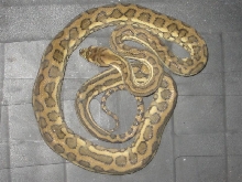 Male carpet
