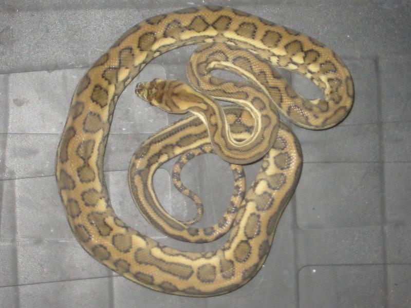 Male carpet