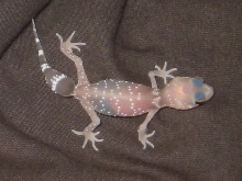 Hypo thicktail hatchie