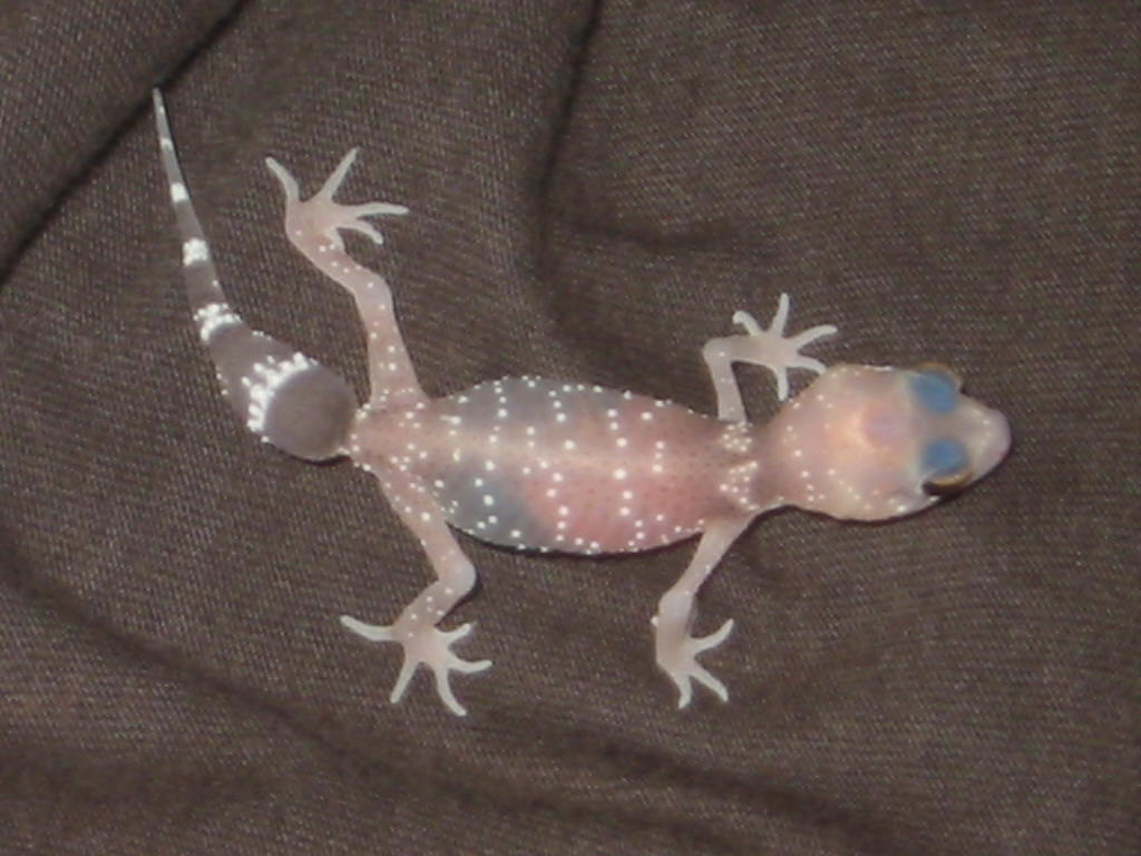 Hypo thicktail hatchie