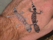 unusual hatchling (lighter)