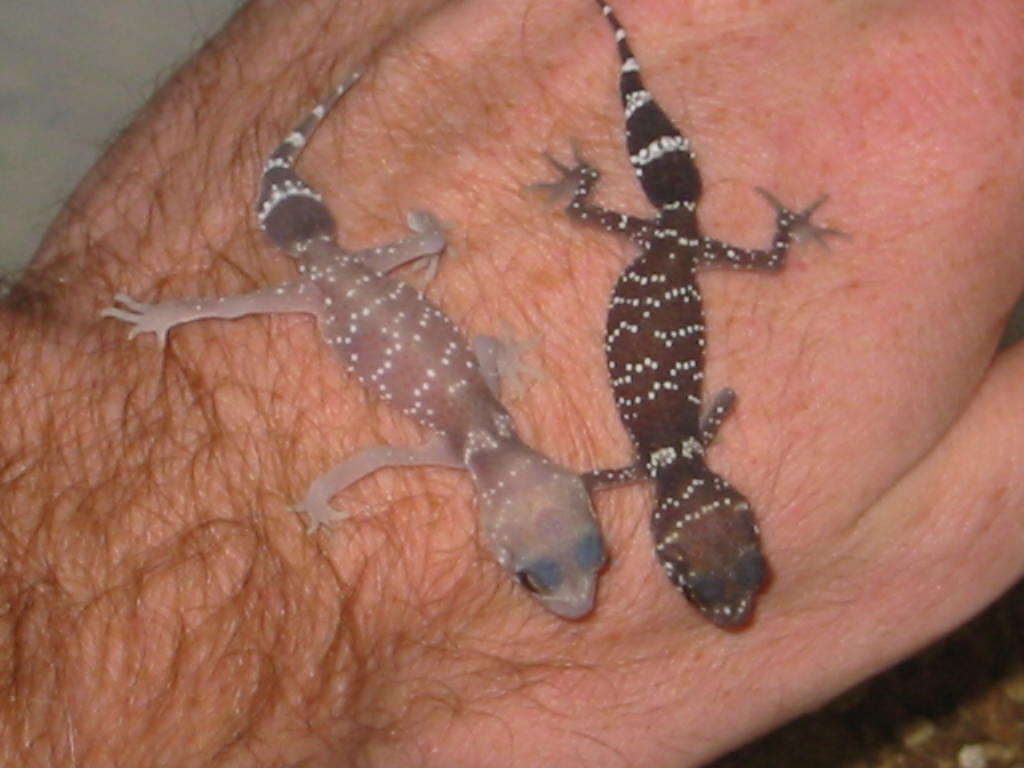 unusual hatchling (lighter)