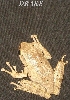 drake3