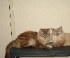male birmans