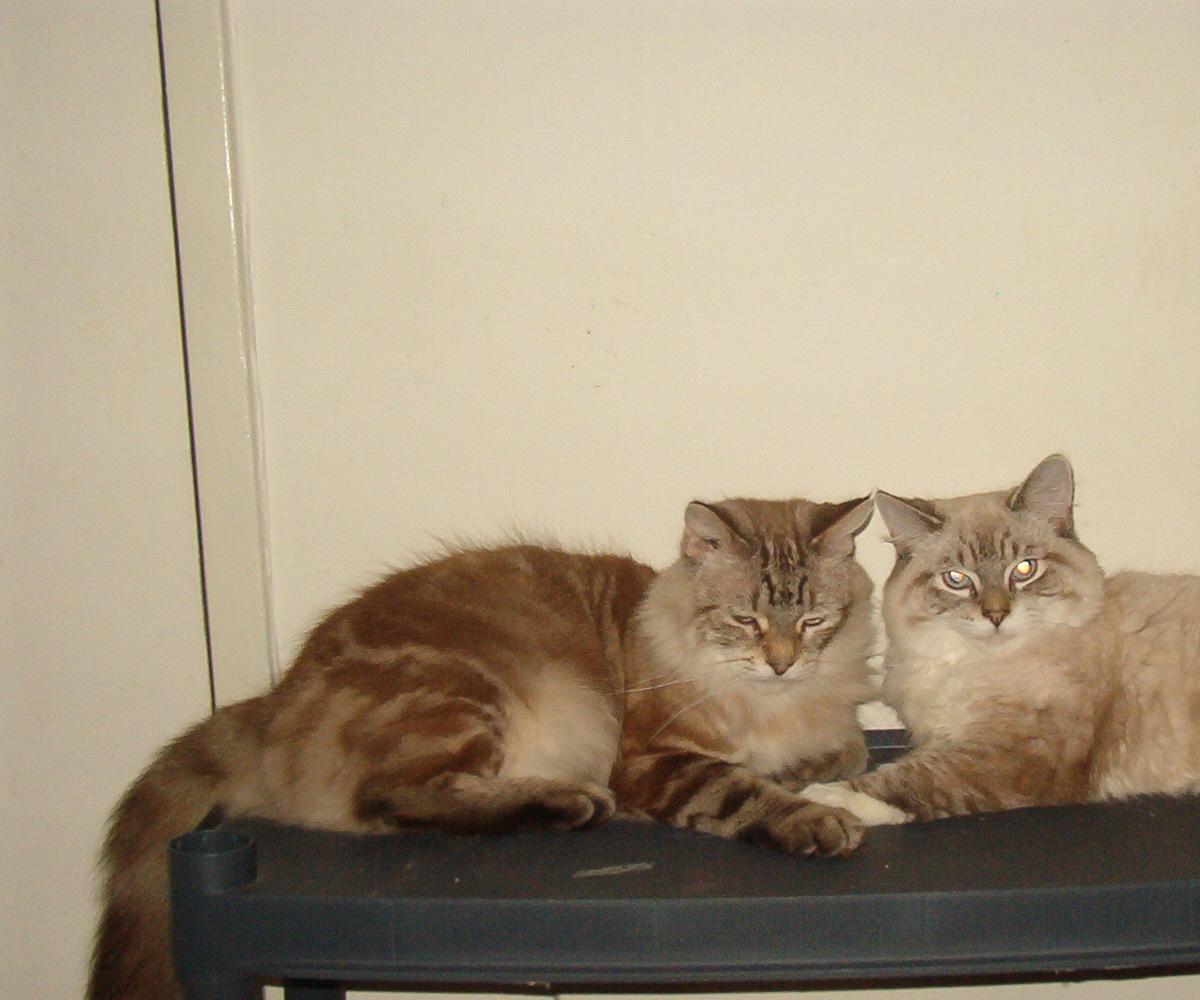 male birmans