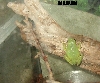 male green tree frog