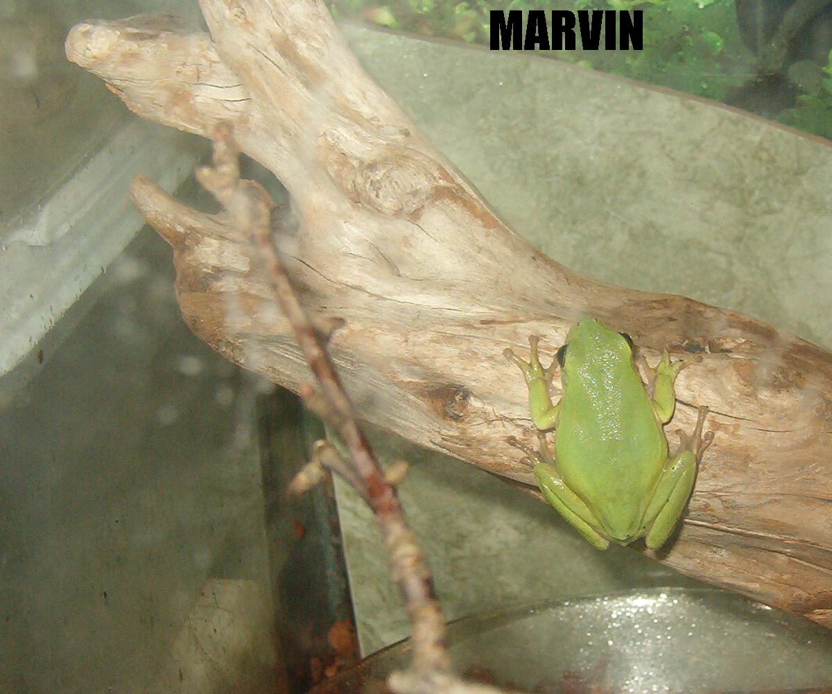 male green tree frog