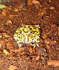 pacman