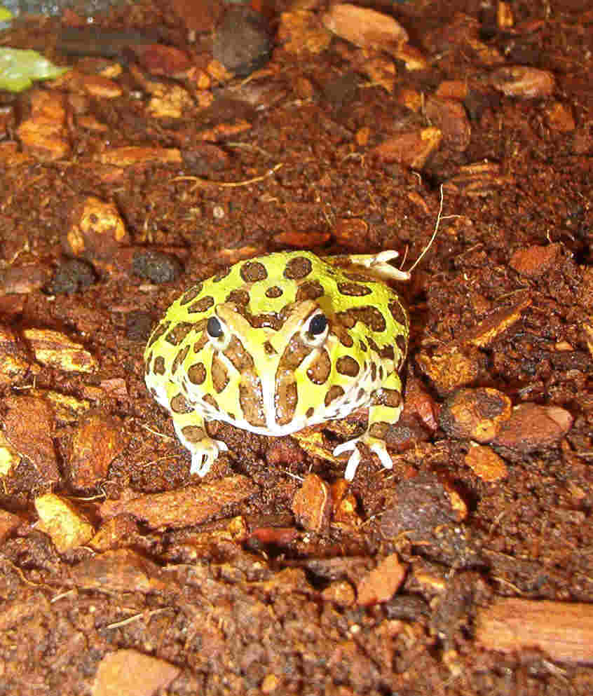 pacman