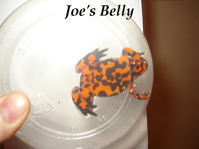 male fire belly toad