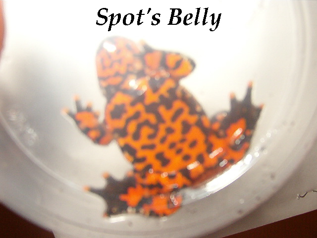 Female Fire belly toad's belly