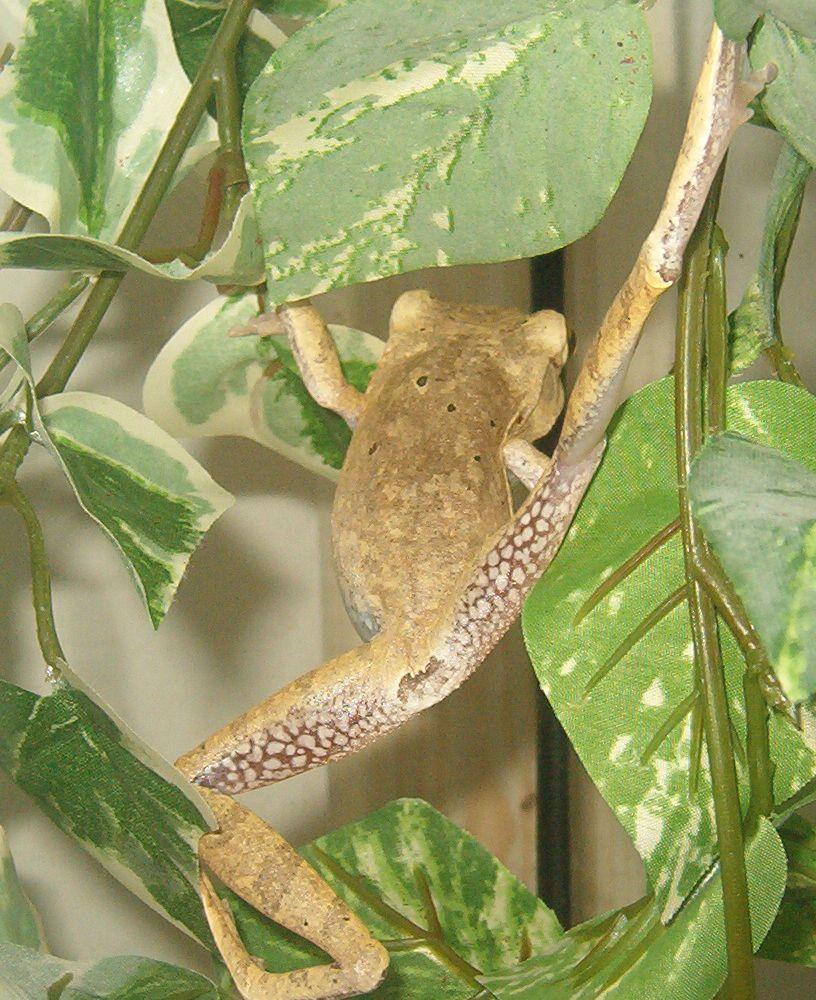 acrobate