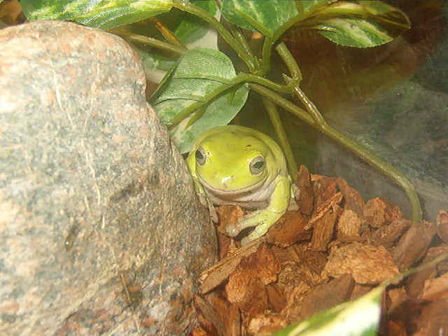 pakwa
