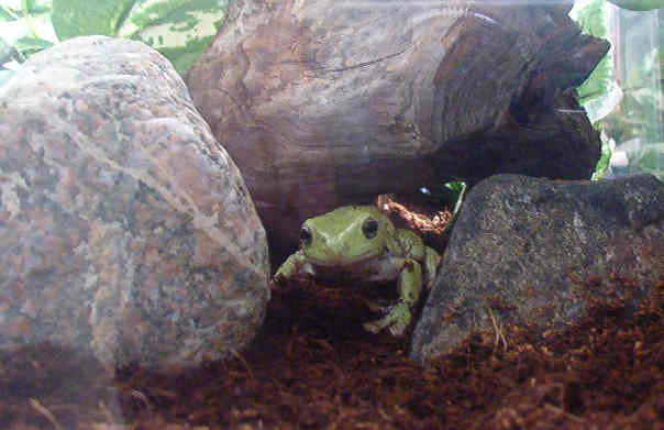 pakwa4