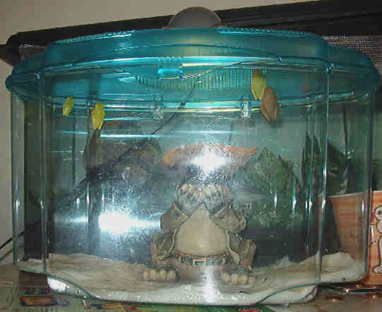 new quarentine tank