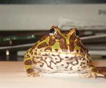 speckbig