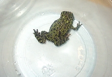 Female fbt's backside