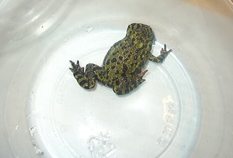 Female fbt's backside