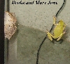 tree frogs