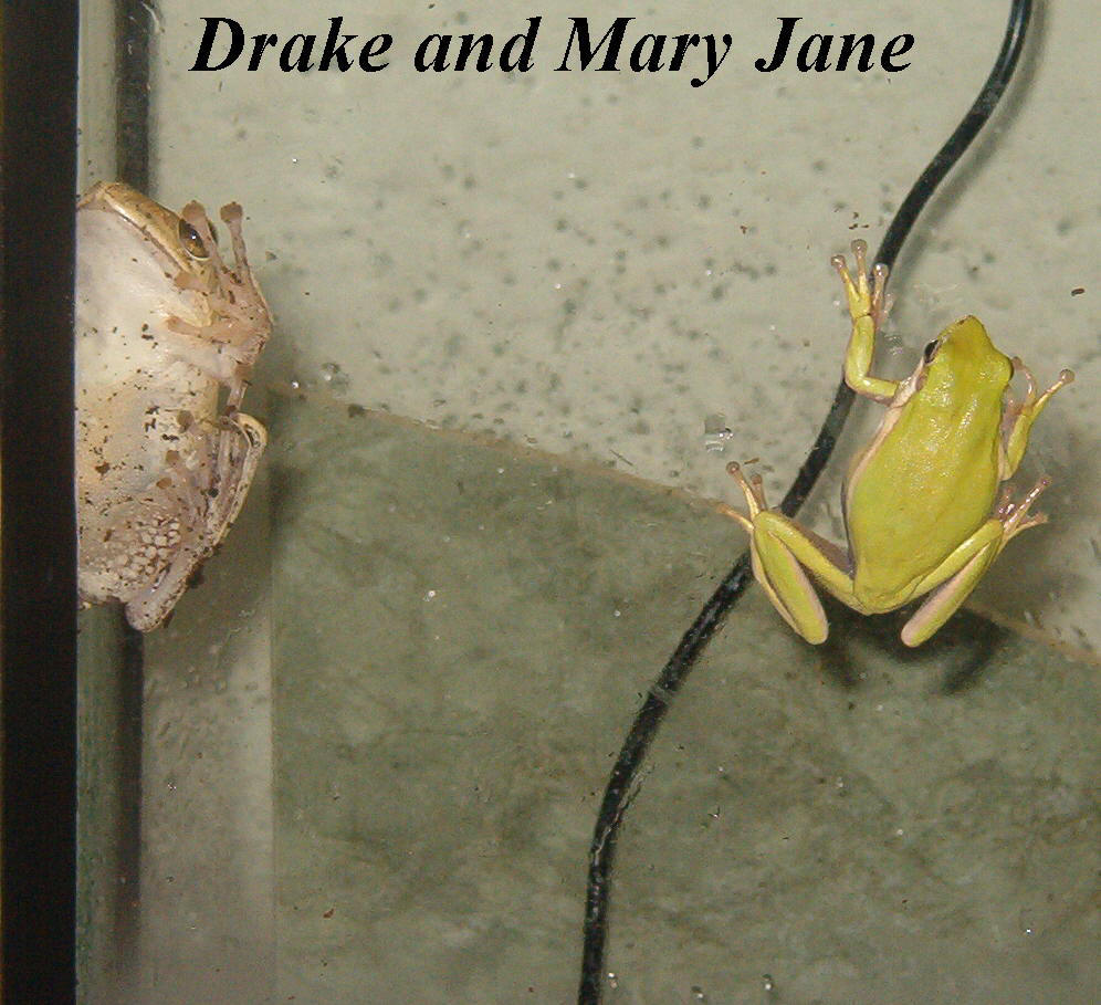tree frogs