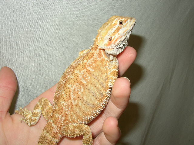 Albert