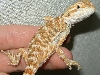 Orange baby