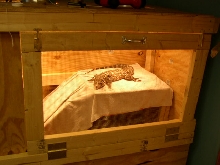 Trogdor again