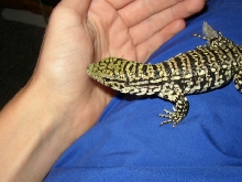 Trog as baby