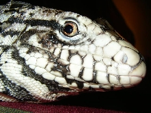 Trog closeup