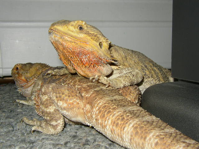 Sunny (and Rambo)