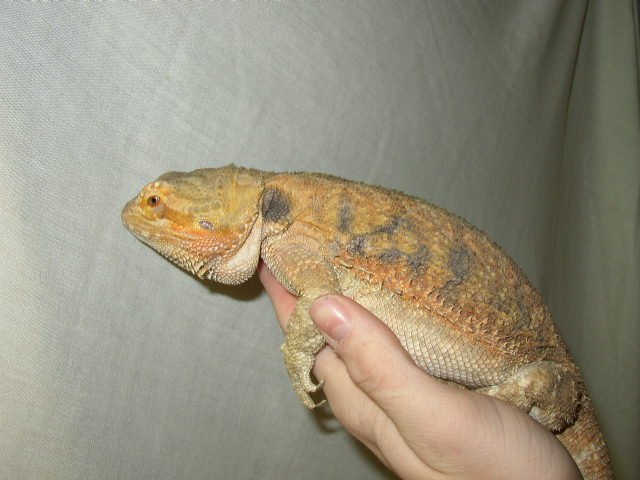 Rambo